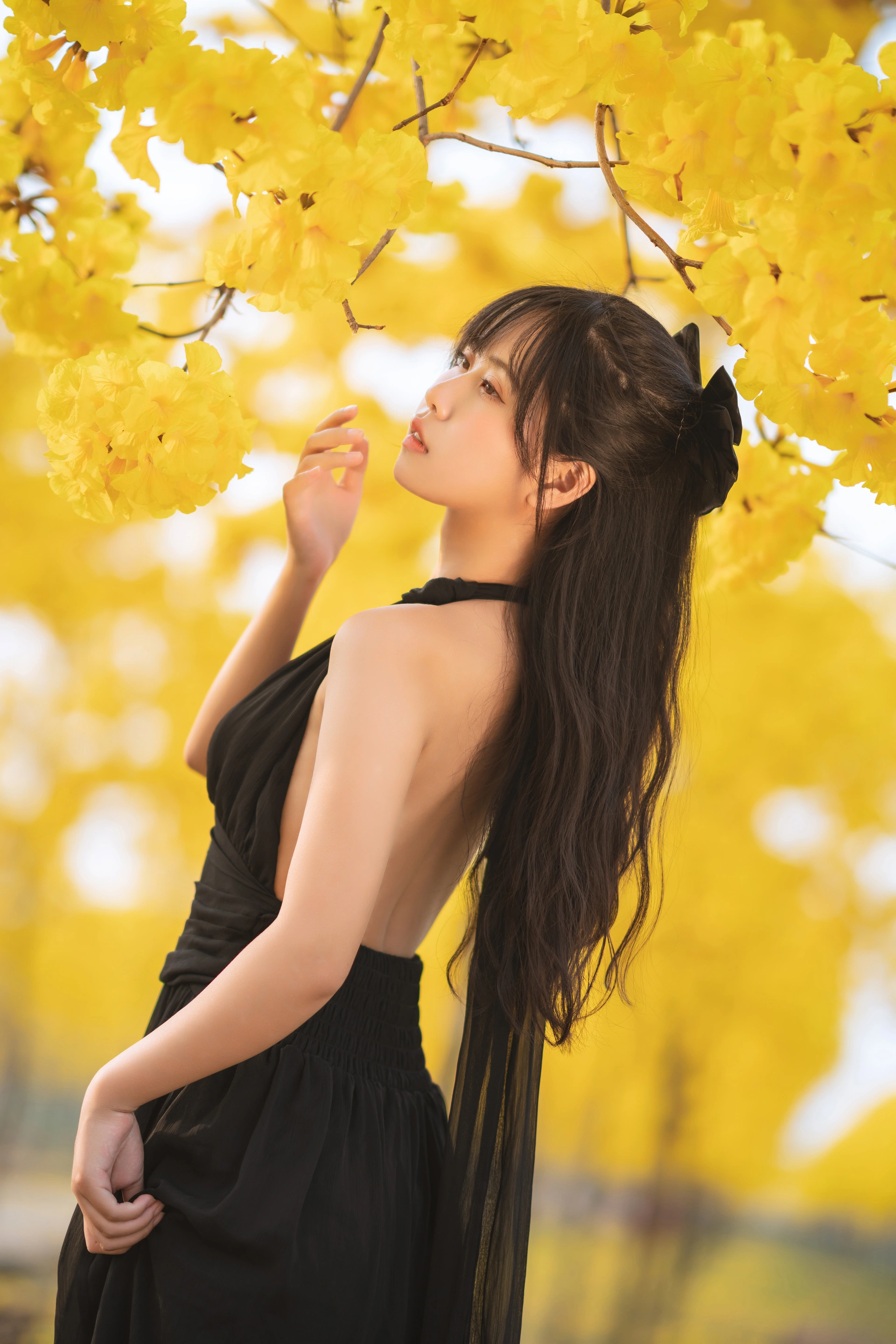 萌芽儿 - NO.25 秋有银杏 春有黄风铃 1