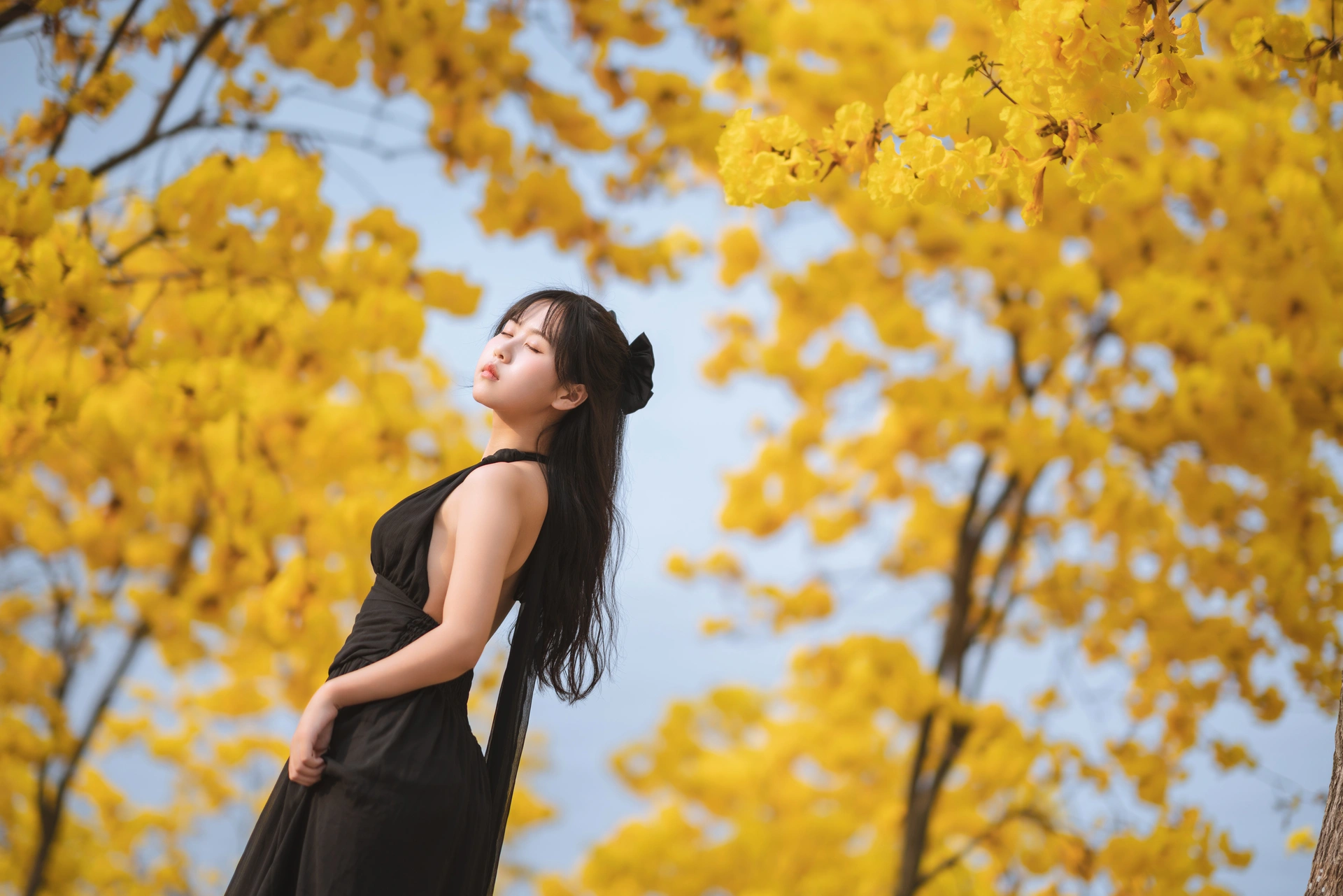 萌芽儿 - NO.25 秋有银杏 春有黄风铃 2